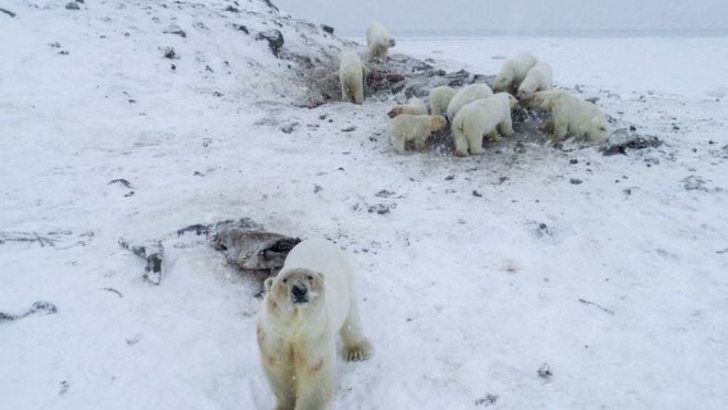 Localitate invadată de urși polari 